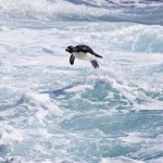 Jumping Rockhopper Penguin