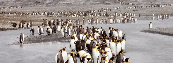 Preisgekrönte Pinguine